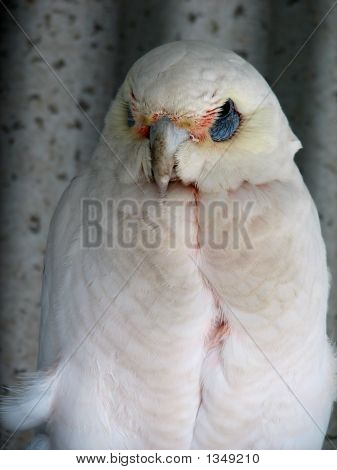 코렐라
