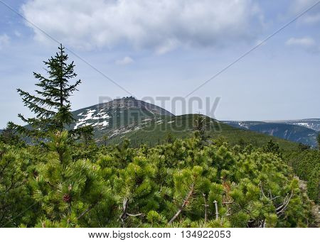 Snezka with the dwarf pines in the foreground.