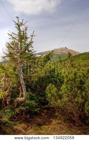 Snezka with the dwarf pines in the foreground.
