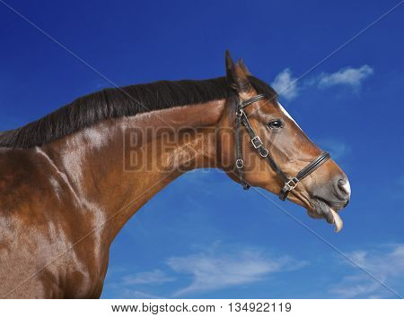 Horse Blue Sky