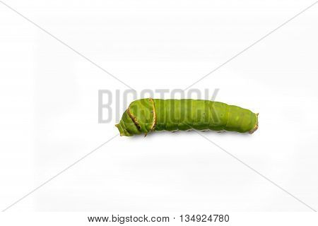 Catepillar Of Lime Butterfly ( Papilio Demoleus )