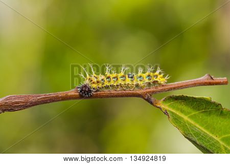 Mature Caterpillar Of Colour Segeant Butterfly Before Transform To Larva