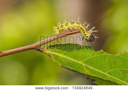 Mature Caterpillar Of Colour Segeant Butterfly Before Transform To Larva