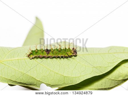 Caterpillars Of Colour Segeant Butterfly In Latest Instar