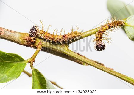 Caterpillars of colour sergeant butterfly in 4th instar walking on twig
