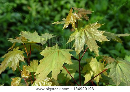 Beautiful fresh spring leaves of maple tree bright green maple leaves