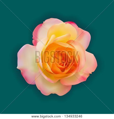 Realistic Light Pink Mix Yellow Rose With Soft Shadow On Green