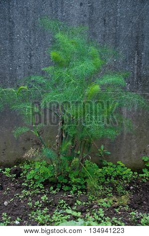 fantastic and beautiful green plant wild fennel