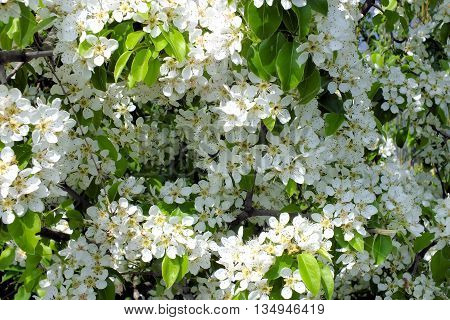 flowering tree in the light of the spring sun
