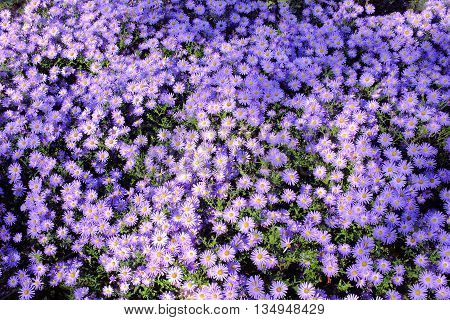 beautiful purple asters in the autumn park