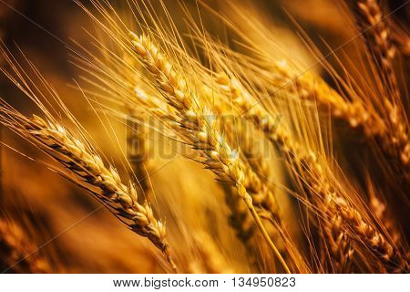 Harvest ready triticale ears close up hybrid of wheat and rye growing in cultivated field
