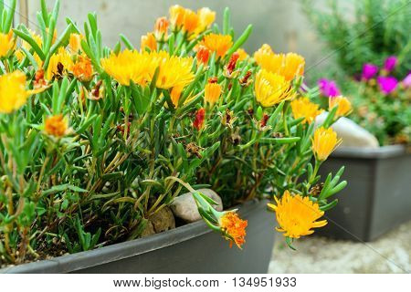 street flowers