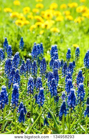 First spring flowers muskari blue flower on the background bokeh.