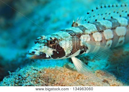 Blackbanded Sandperch (Parapercis Tetracantha) at Komodo, Indoensia