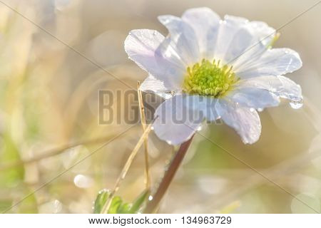 Floral natural background with beautiful wild flower with white petals and yellow middle with dew drops close up on blurred background
