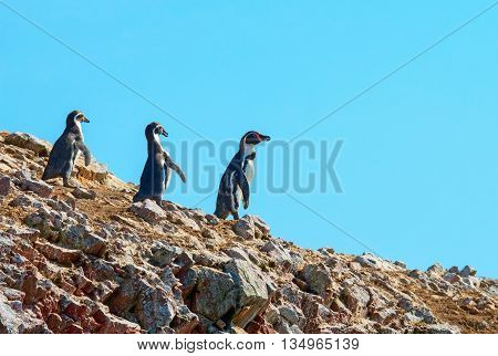 Humbold Penguins in Paracas Peru, South America