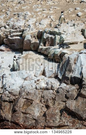 Humbold Penguins in Paracas Peru. South America