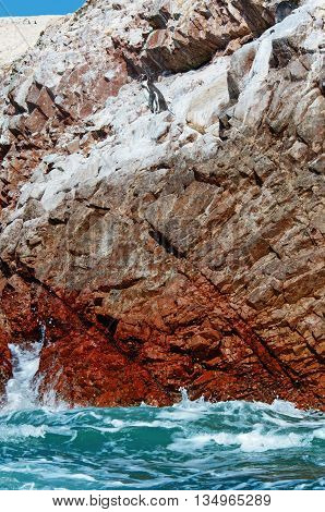 Humbold Penguins in Paracas Peru. South America