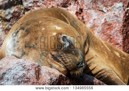 Seal on Ballestas Islands Paracas National Reserve. Peru