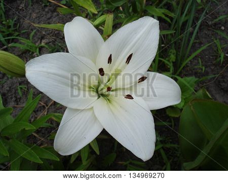 Hybrid lilium 'Donatello' one white flower .