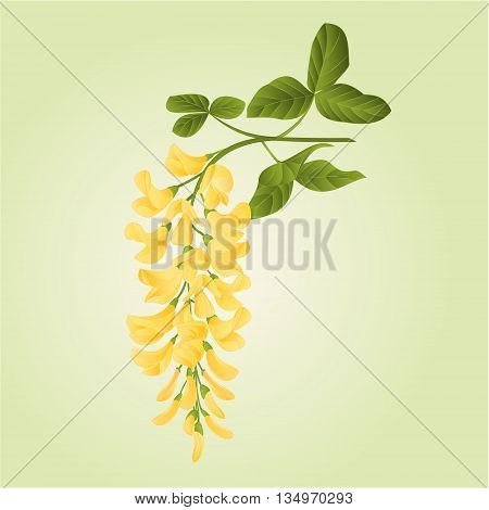 Laburnum branch decorative shrub nature background vector illustration