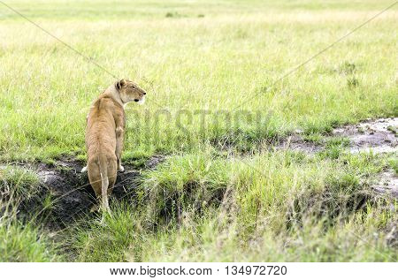 Lovely lioness looking out for prey in a park Tarangire, Tanzania