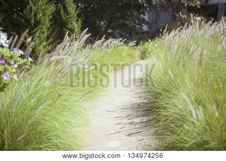 Stone walkway in the backyard with grass