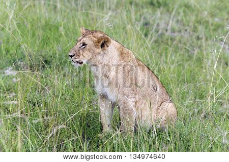 Lovely young lion pay close attention to how their hunts mother lioness  in a park Tarangire, Tanzania