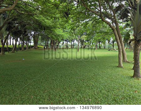Shade Trees in a green environment  and garden