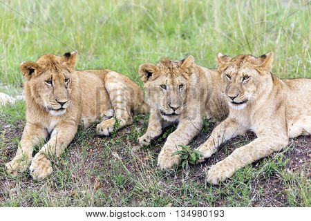 Three lovely young lion cub resting on the grass in the savannah  in a park Tarangire, Tanzania