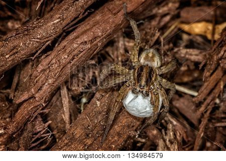 A Female wolf spider with egg sac