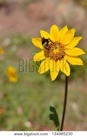 Bee pollinator on sunflower in Lassen National Forest, California