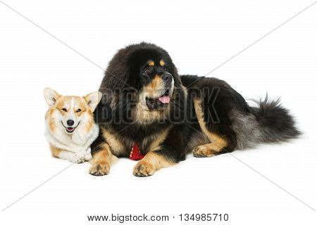 Beautiful adult welsh pembroke corgi and Tibetan mastiff dogs lying. Isolated over white background. Copy space.