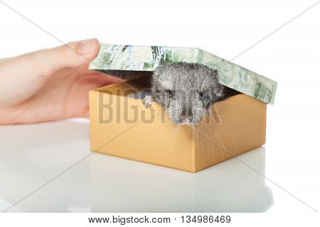 Chinchilla baby sitting in box isolated over white background. Copy space.