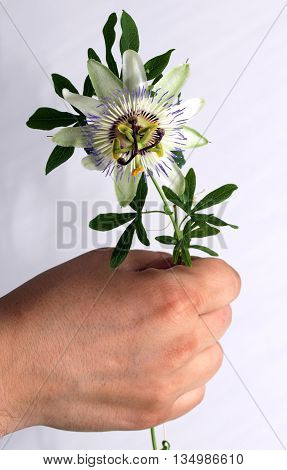 Beauty white blue passion flower Passiflora caerulea in male hand