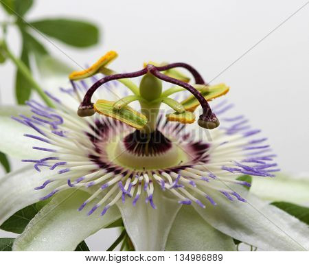 Beauty white blue passion flower Passiflora caerulea