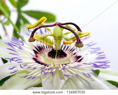 Beauty white blue passion flower Passiflora caerulea