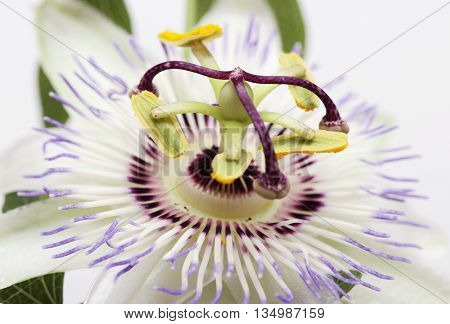 Beauty white blue passion flower Passiflora caerulea
