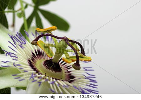 Beauty white blue passion flower Passiflora caerulea