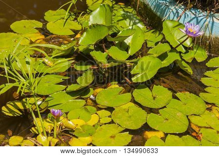 Mysterious water lilies on the lake surface