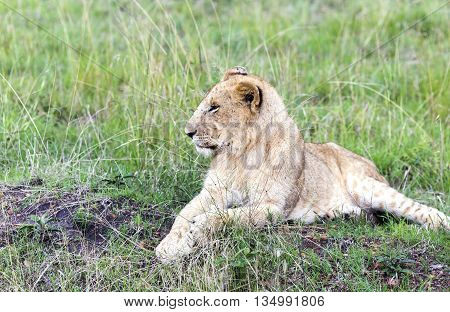 Lovely young lion cub resting on the grass in the savannah  in a park Tarangire, Tanzania
