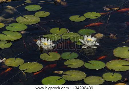 Mysterious water lilies on the lake surface
