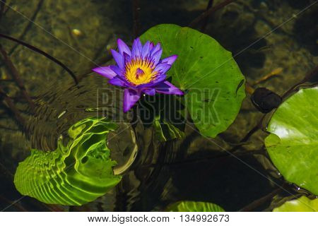 Mysterious water lilies on the lake surface