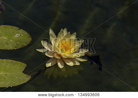 Mysterious water lilies on the lake surface