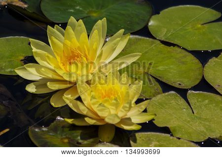 Mysterious water lilies on the lake surface
