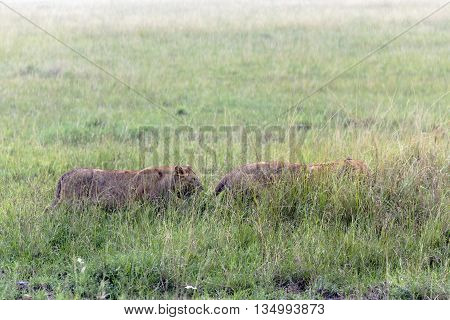 Two lionesses in a high grass in the rain prepare to the hunt in Tarangire National Park, Tanzania.