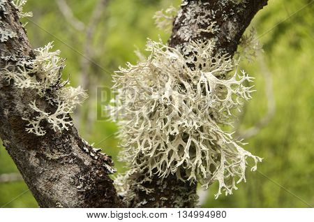 Iceland moss on tree branch closeup on green background