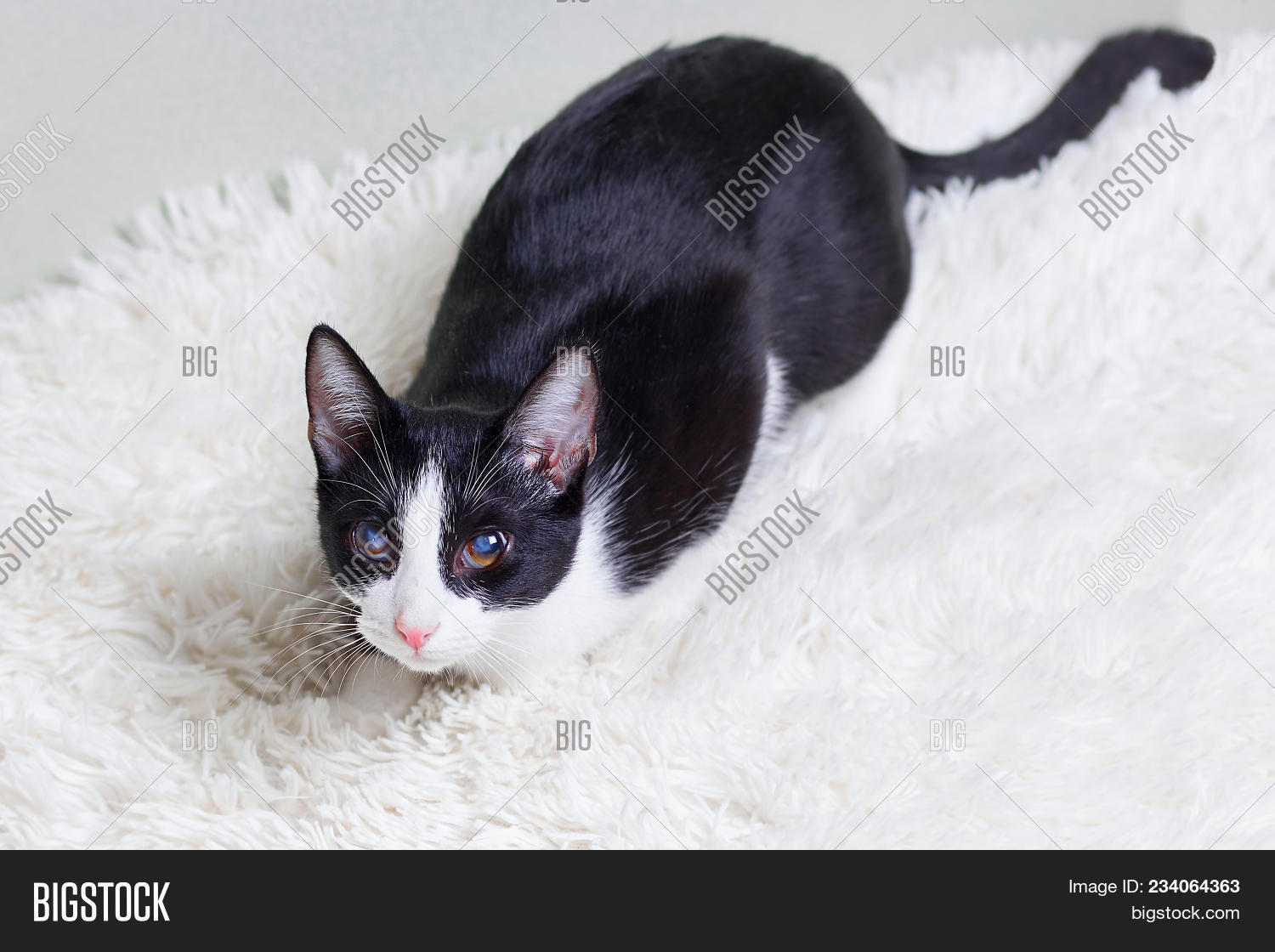 Cat Sick, Injured, Image & Photo (Free Trial) Bigstock