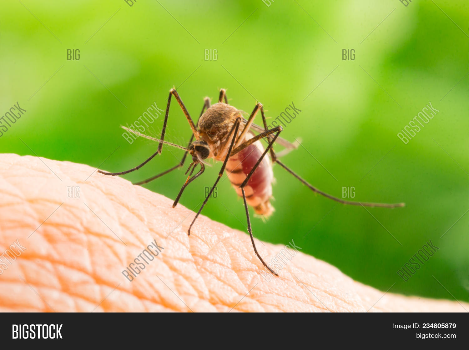Bild und Foto zu Aedes (Kostenlose Probeversion) Bigstock
