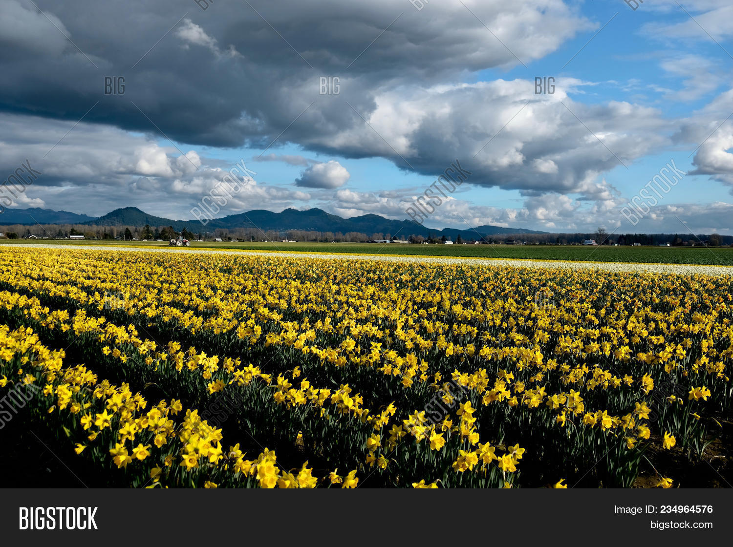 Yellow Daffodil Fields Image & Photo (Free Trial) Bigstock